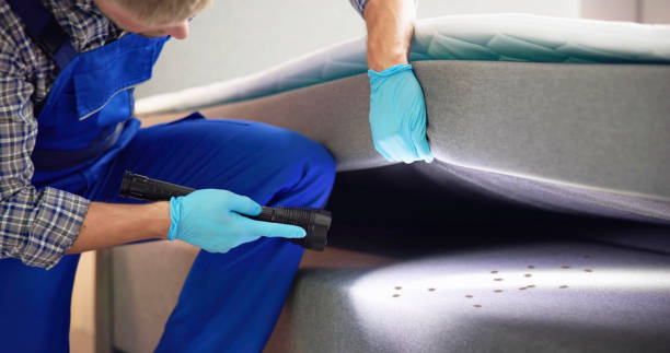 Best Ant Control Services  in Emerson, NJ